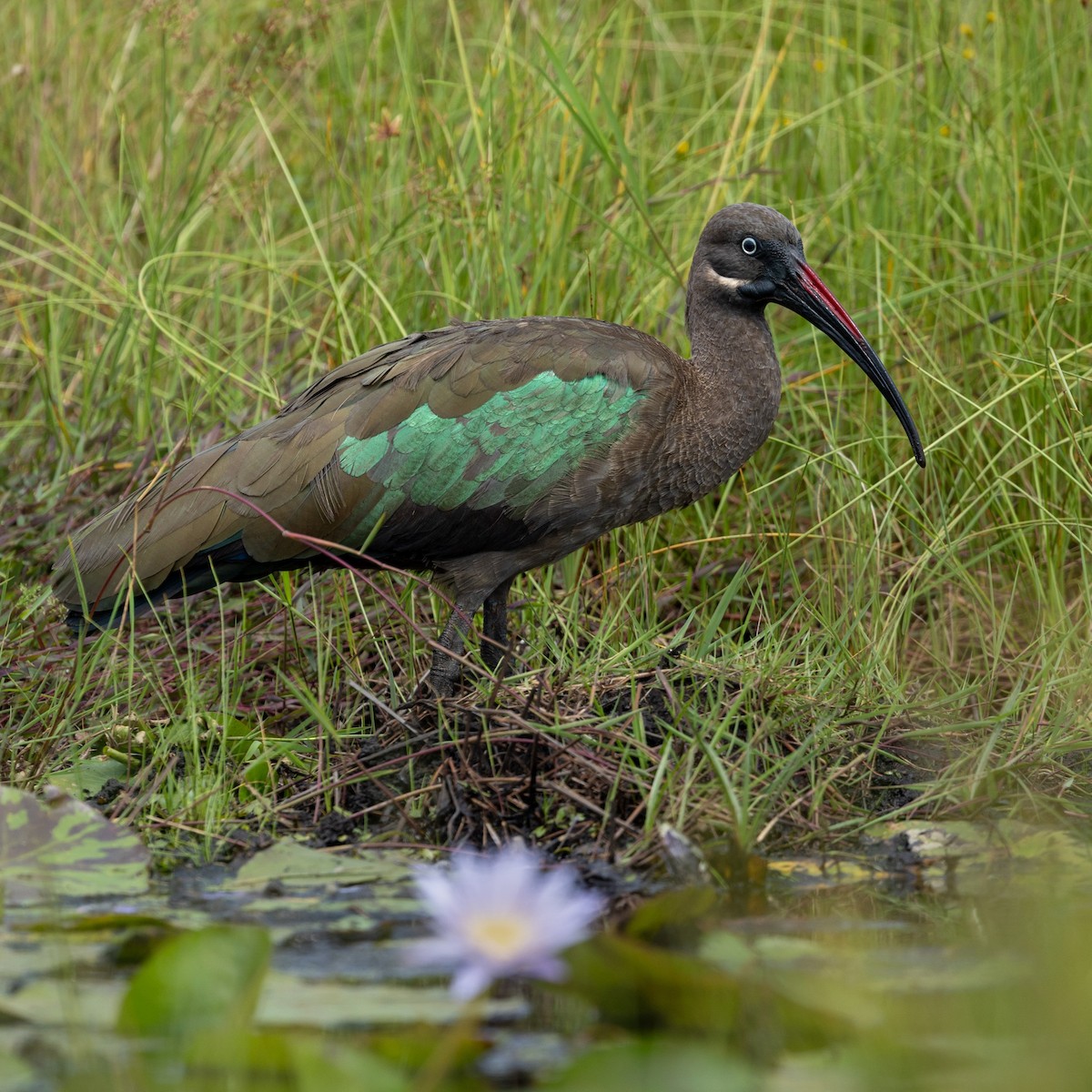 Ibis Hadada - ML623932395