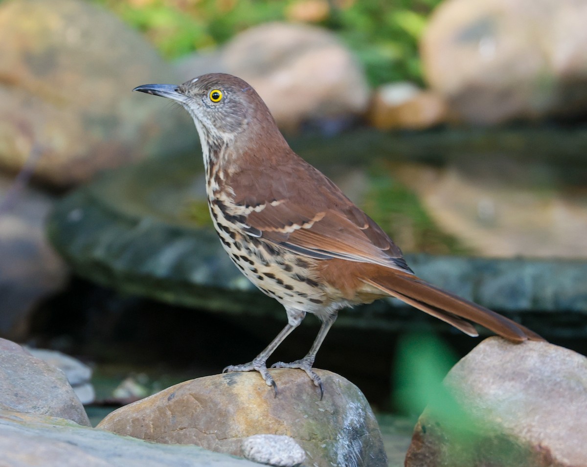 Brown Thrasher - ML623932397