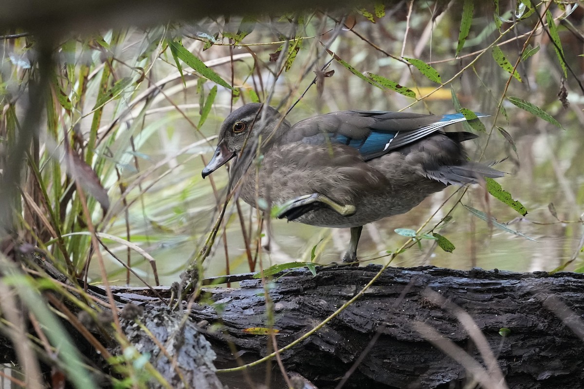 Wood Duck - ML623932398