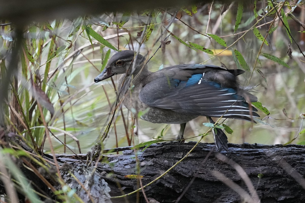 Wood Duck - ML623932399