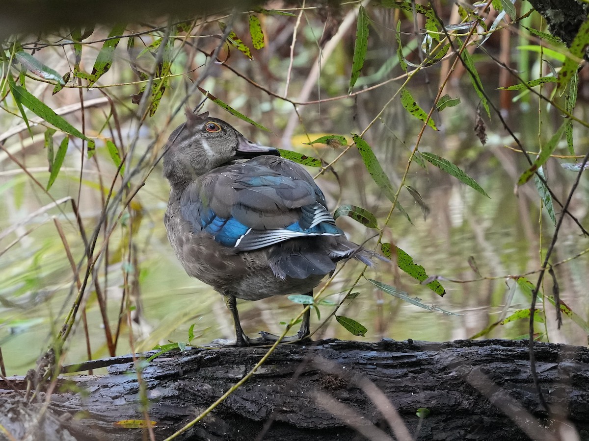 Wood Duck - ML623932400