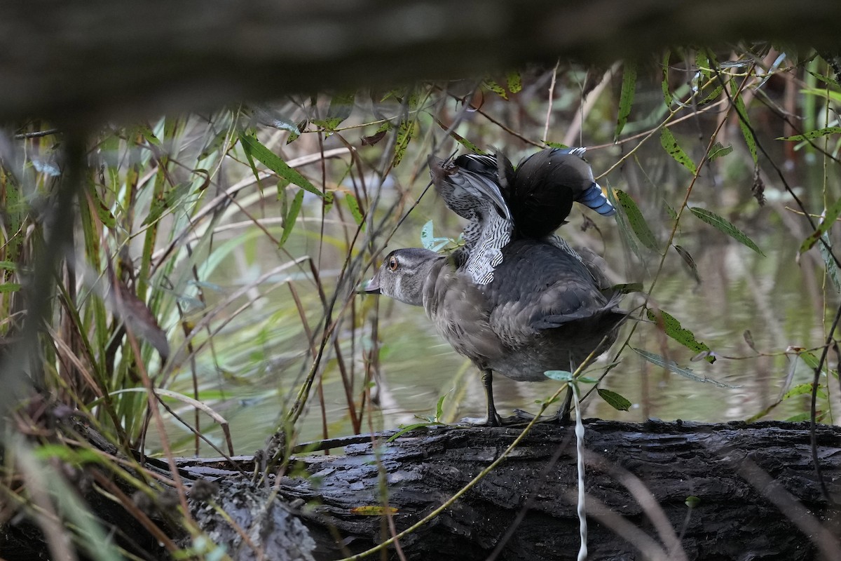 Wood Duck - ML623932401