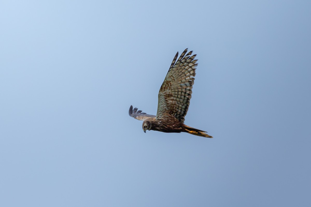 African Marsh Harrier - ML623932402