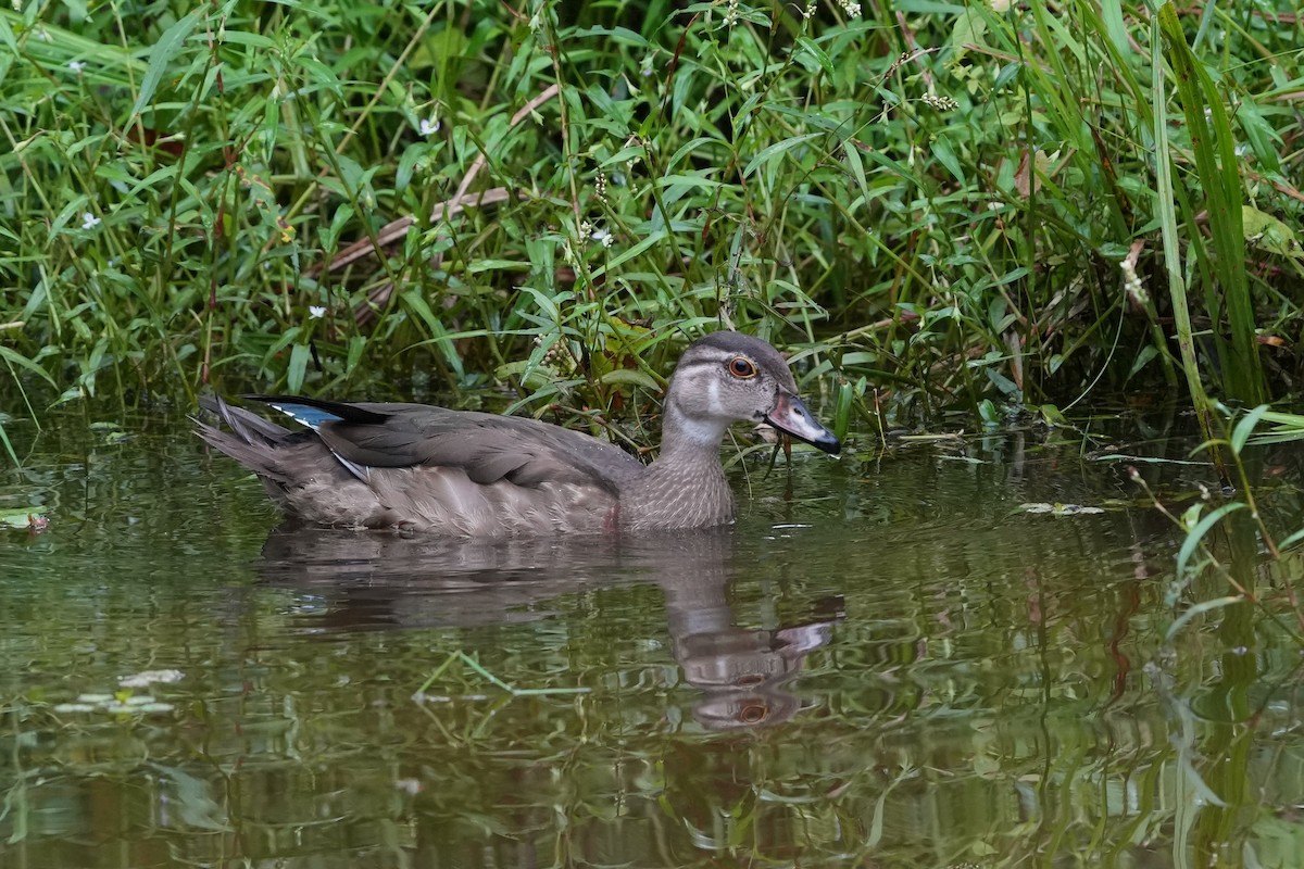 Wood Duck - ML623932403