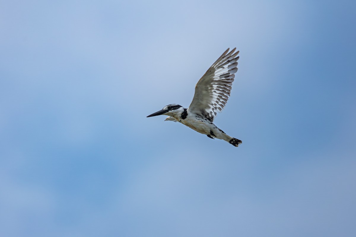 Pied Kingfisher - ML623932405