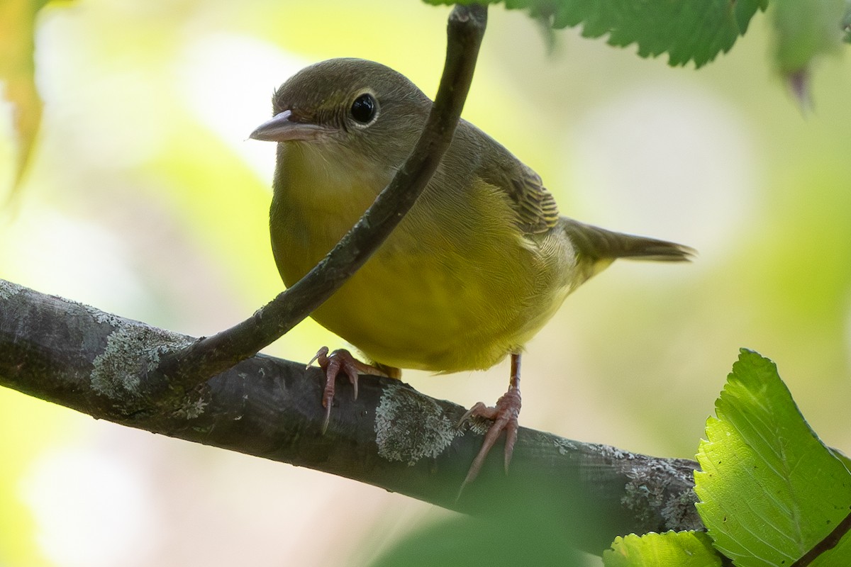 Common Yellowthroat - ML623932406