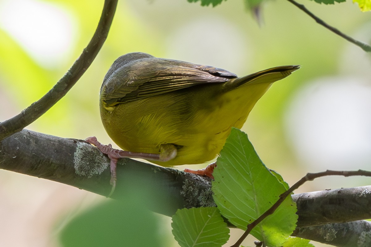 Common Yellowthroat - ML623932407