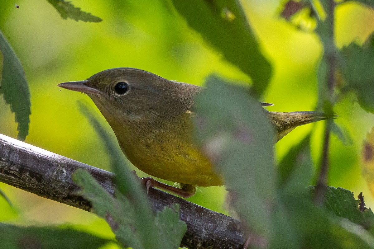 Common Yellowthroat - ML623932408