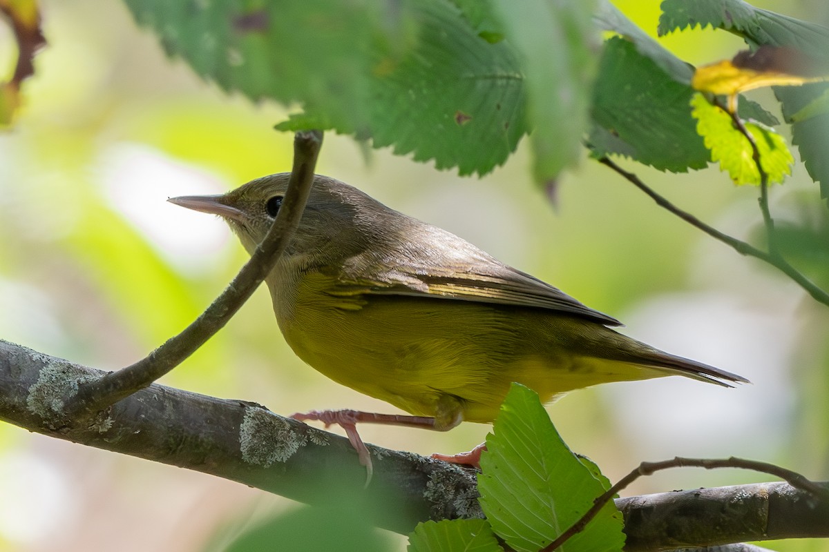 Weidengelbkehlchen - ML623932409