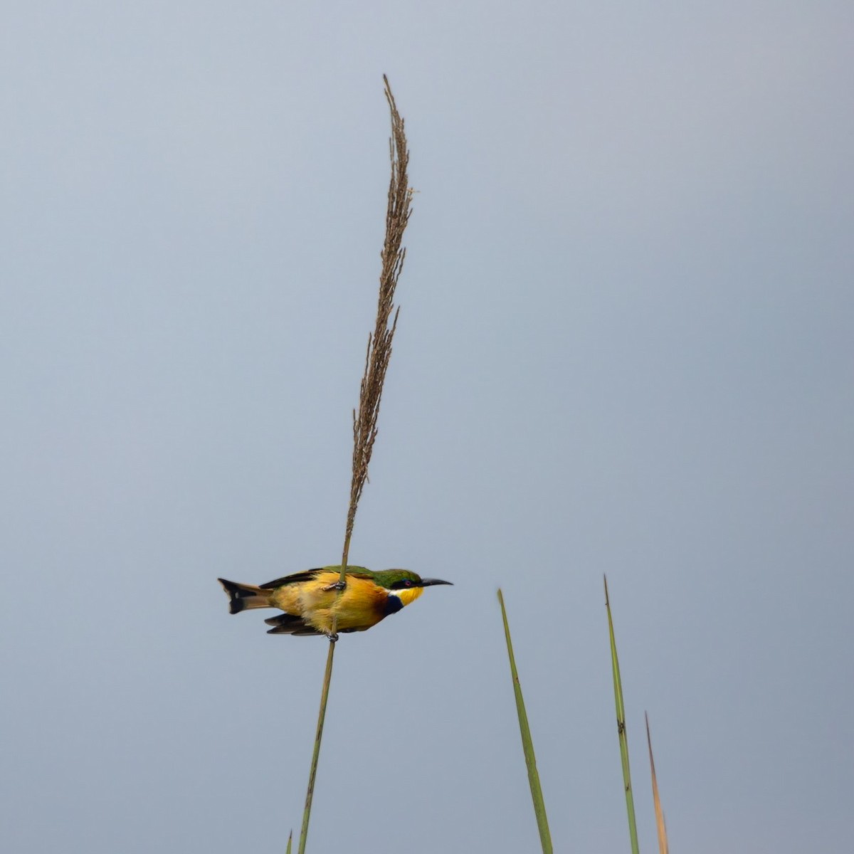 Blue-breasted Bee-eater - ML623932410