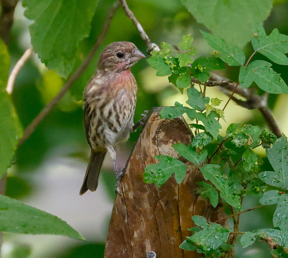 House Finch - ML623932411