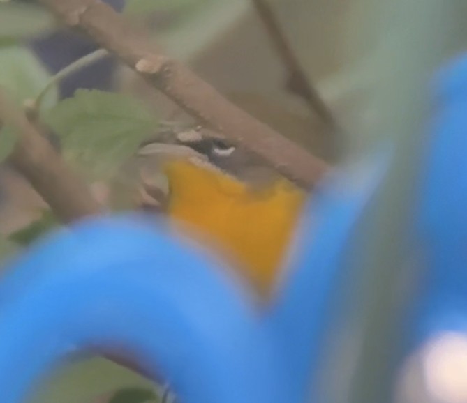 Yellow-breasted Chat - ML623932413