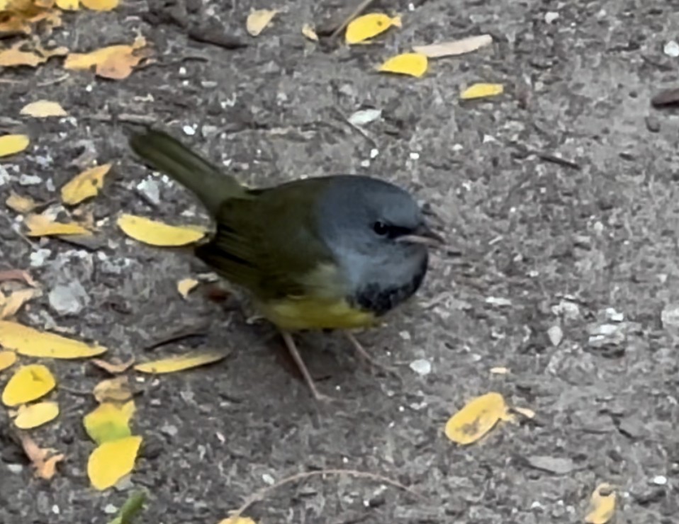 Mourning Warbler - ML623932415