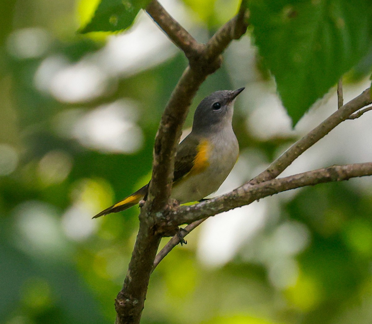 American Redstart - ML623932416