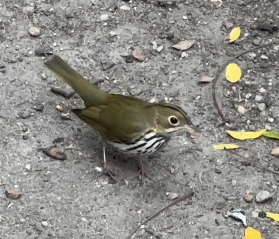 Ovenbird - ML623932421