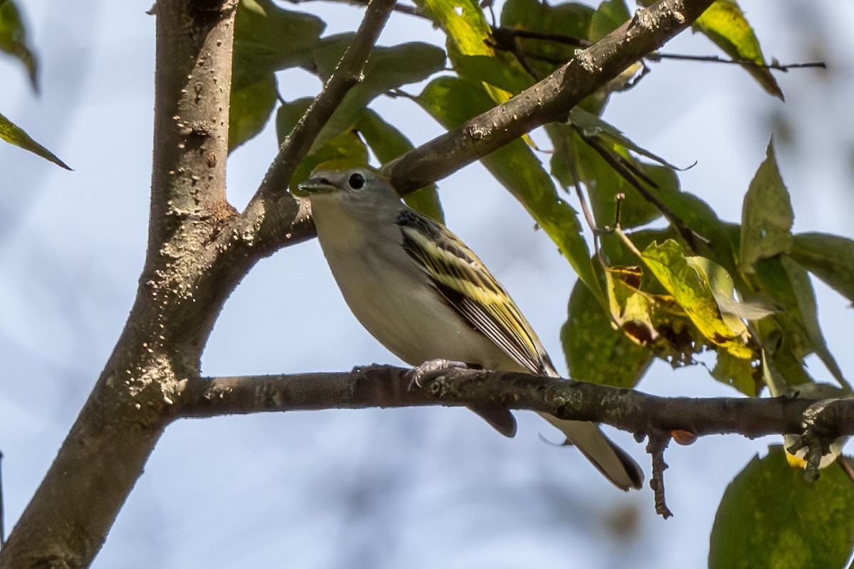 Chestnut-sided Warbler - ML623932423