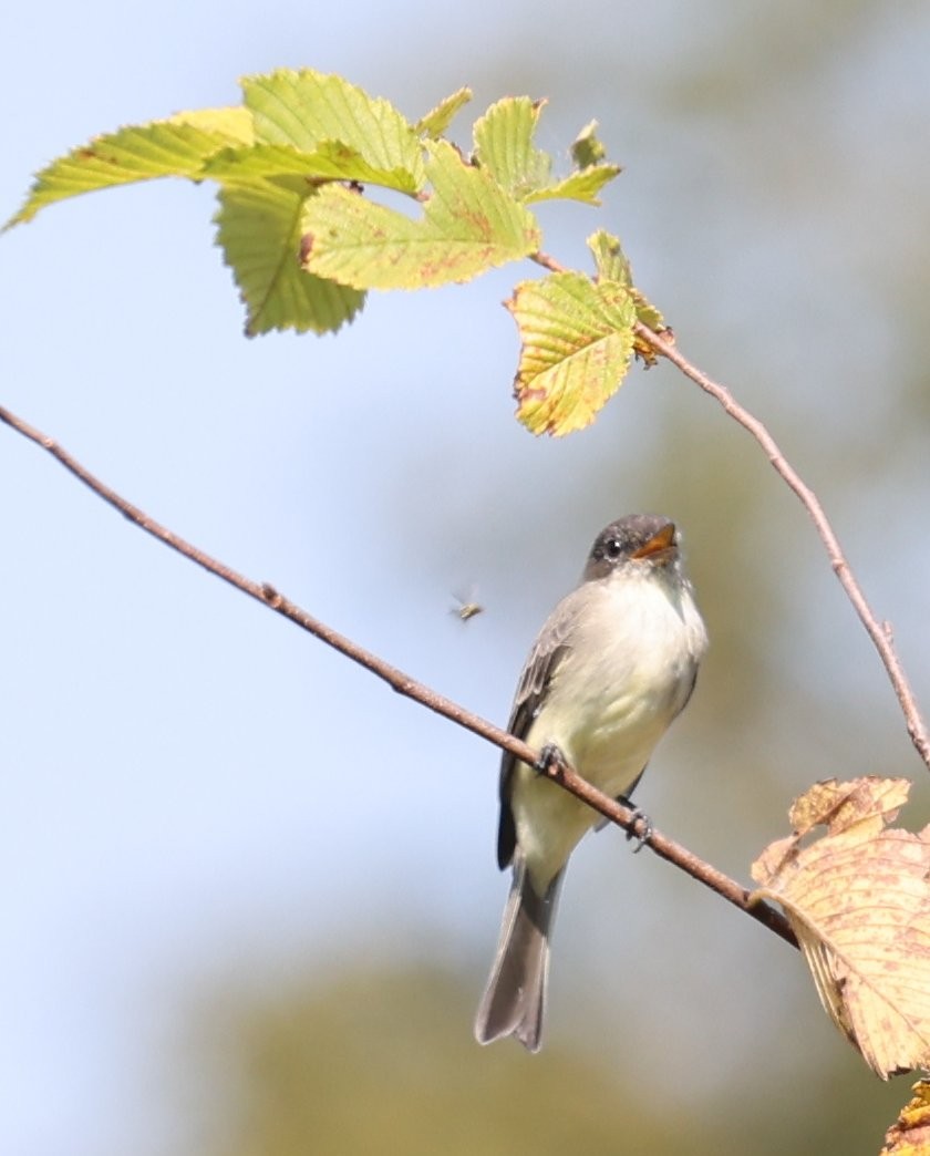 Eastern Phoebe - ML623932427