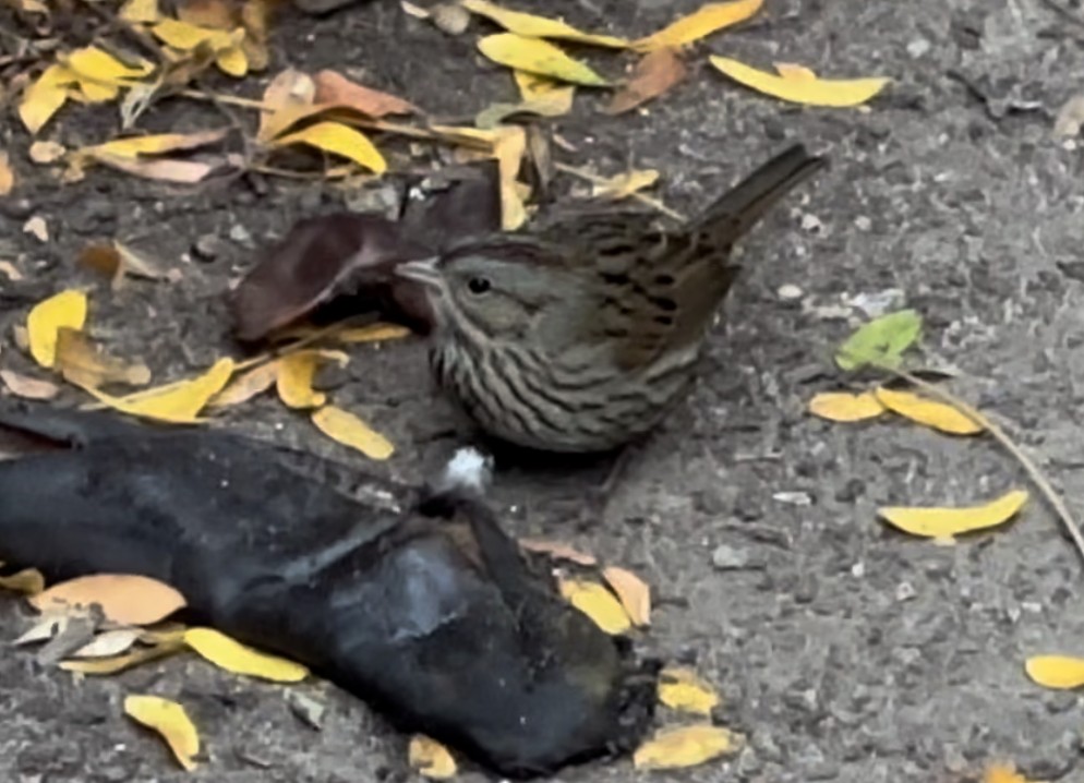 Lincoln's Sparrow - ML623932429