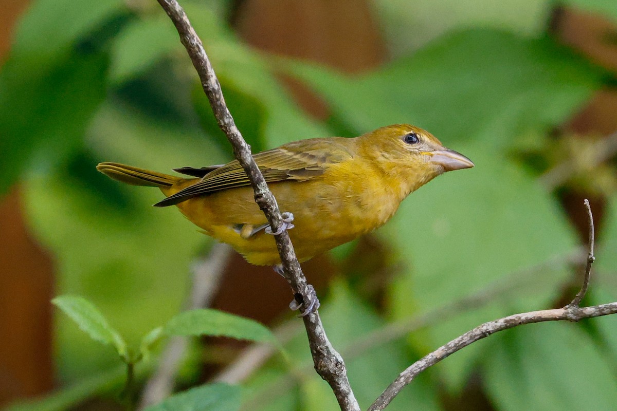 Summer Tanager - ML623932432