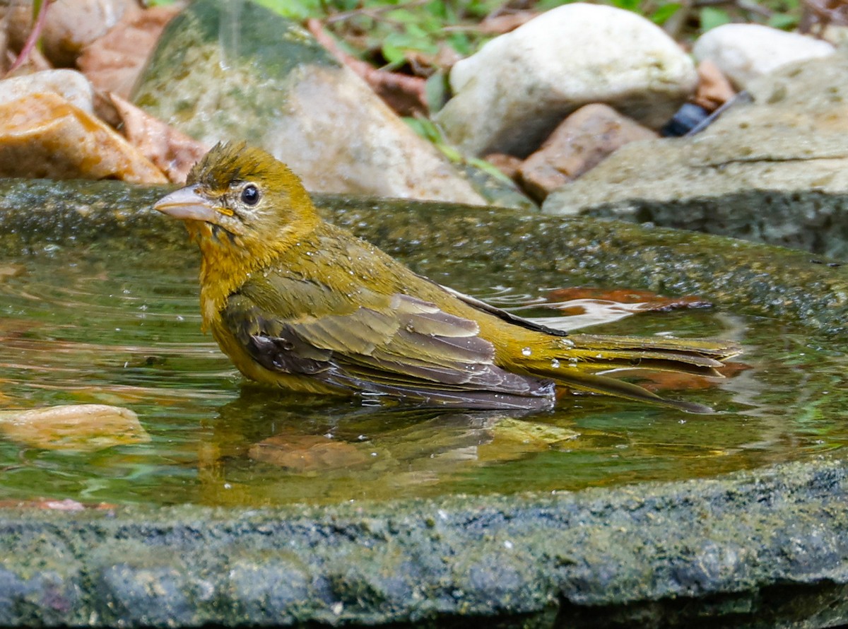 Summer Tanager - ML623932433