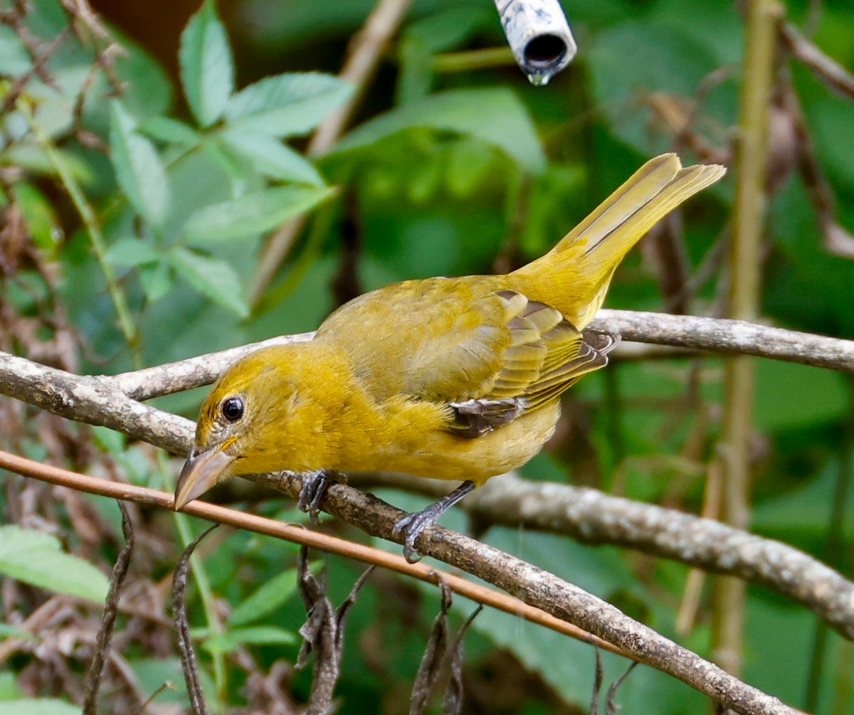 Summer Tanager - ML623932434