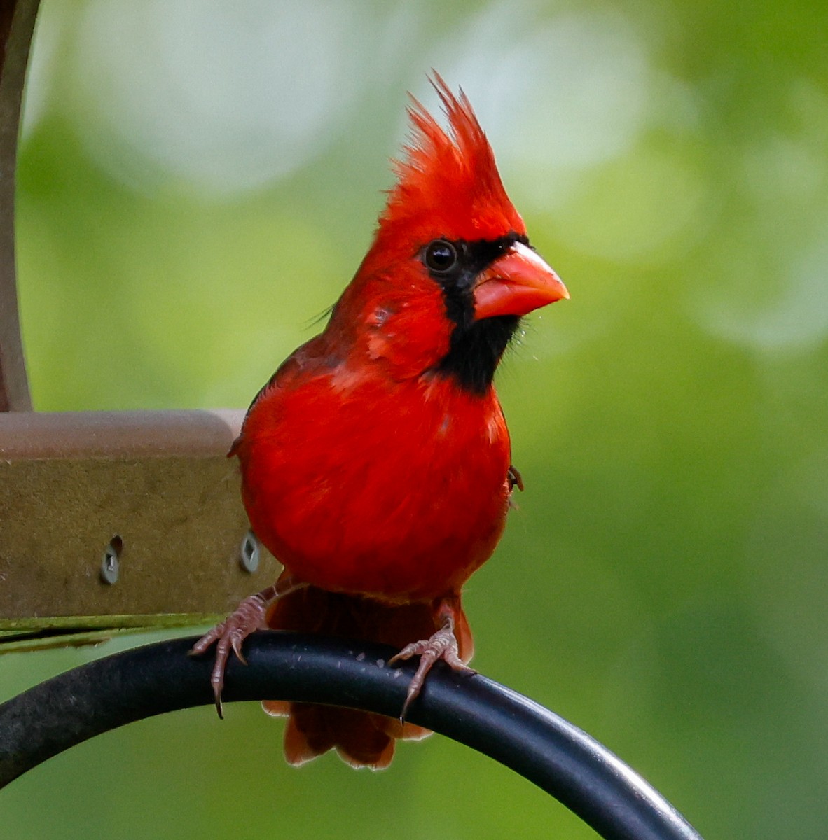 Northern Cardinal - ML623932445