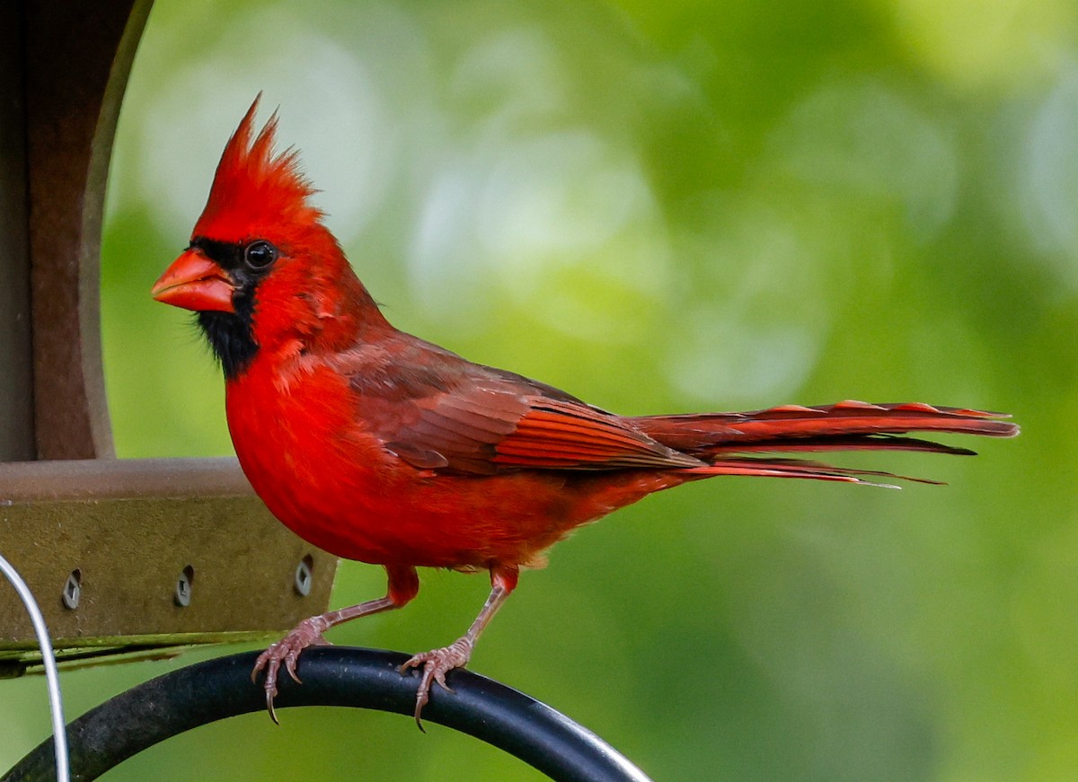 Northern Cardinal - ML623932446