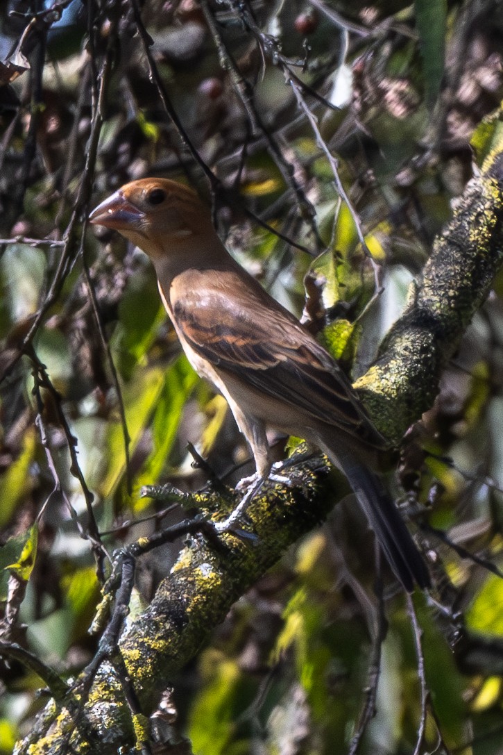 Blue Grosbeak - ML623932449