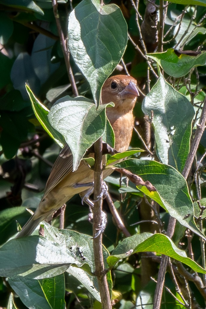 Blue Grosbeak - ML623932450