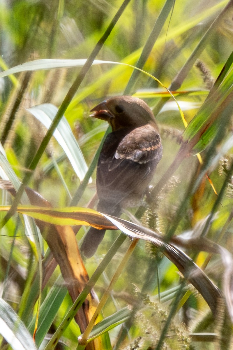 Blue Grosbeak - ML623932451