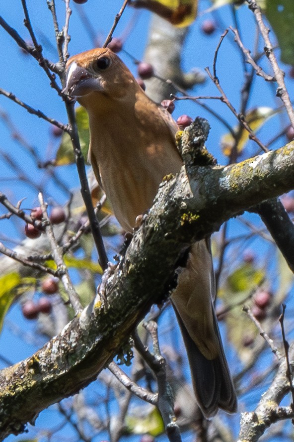 Blue Grosbeak - ML623932452