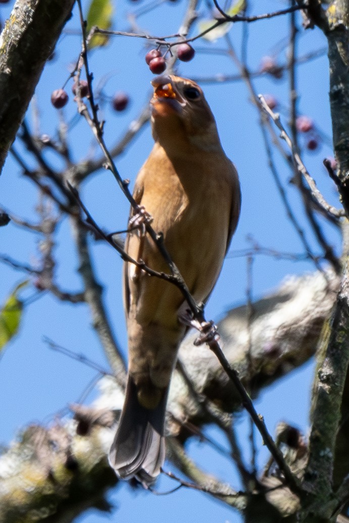 Blue Grosbeak - ML623932453