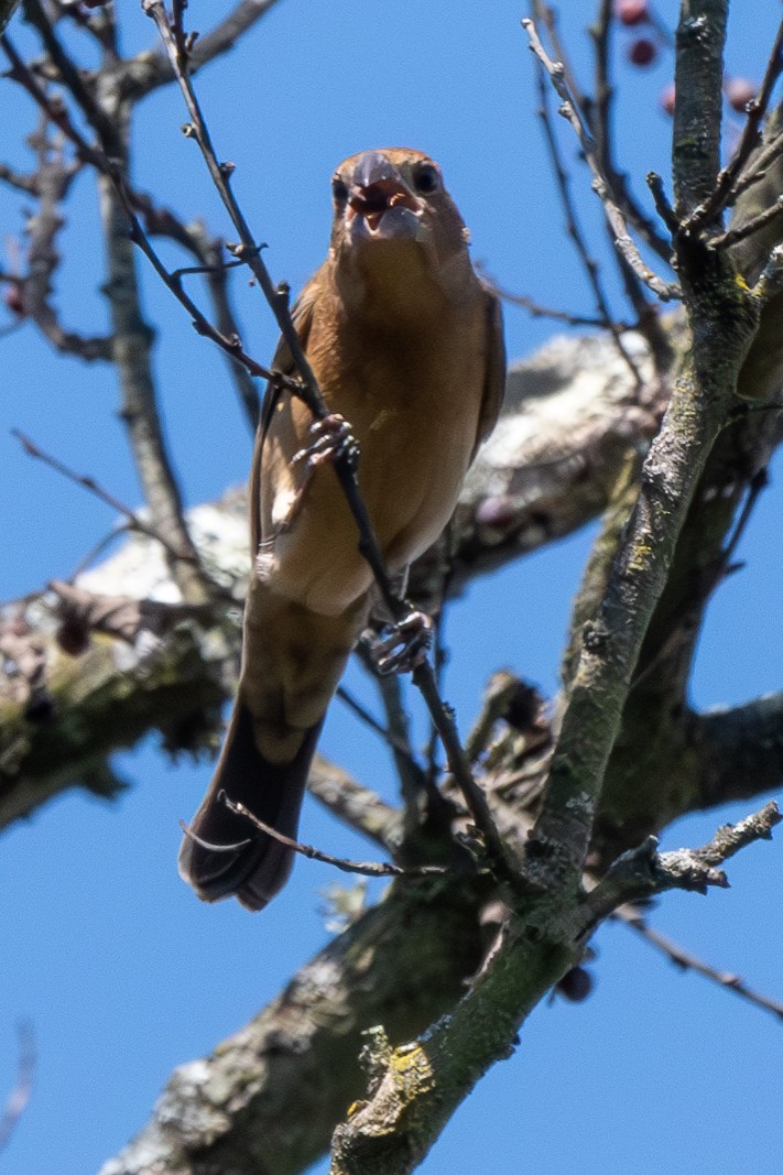 Blue Grosbeak - ML623932454