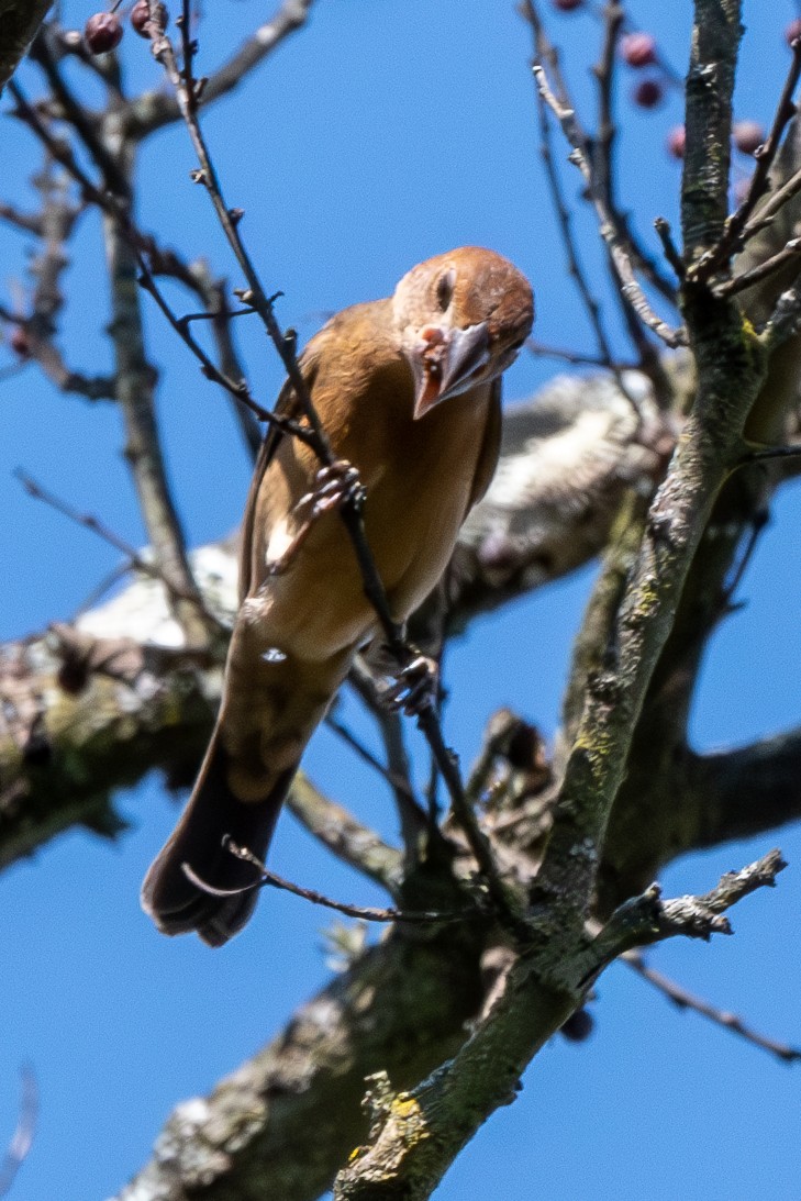 Blue Grosbeak - Mike Winck