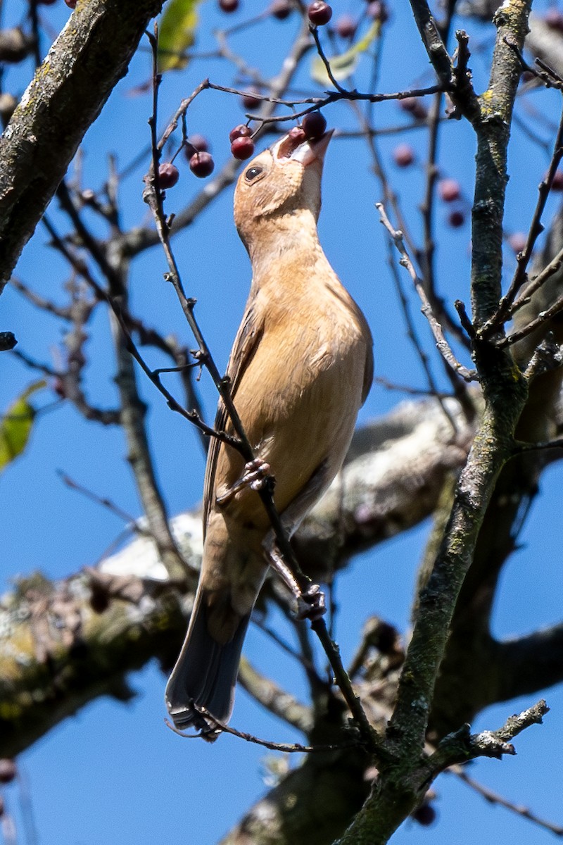 Blue Grosbeak - ML623932456