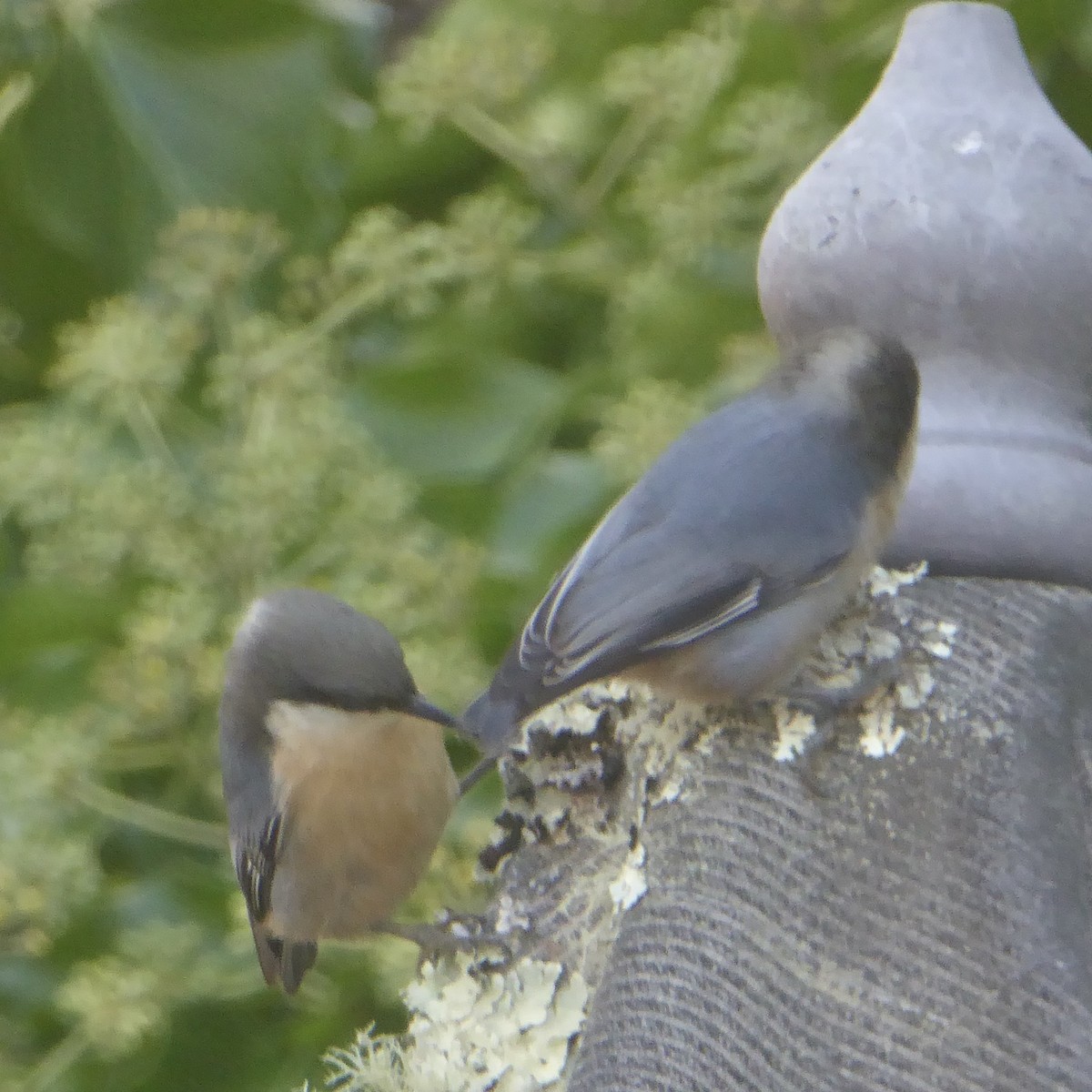 Pygmy Nuthatch - ML623932470