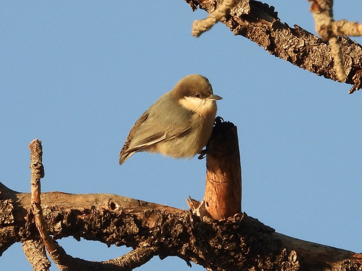 Pygmy Nuthatch - ML623932482