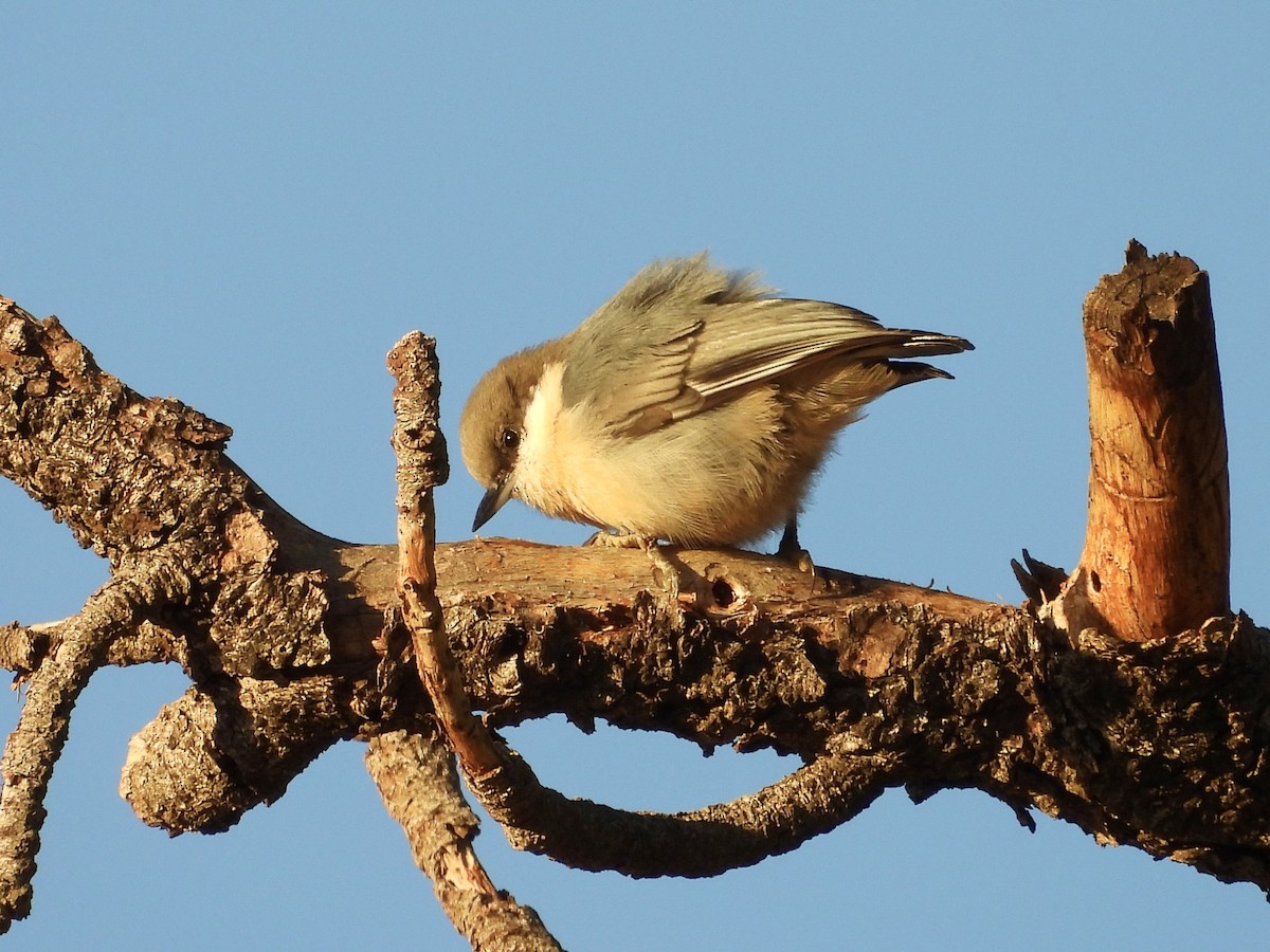 Pygmy Nuthatch - ML623932483