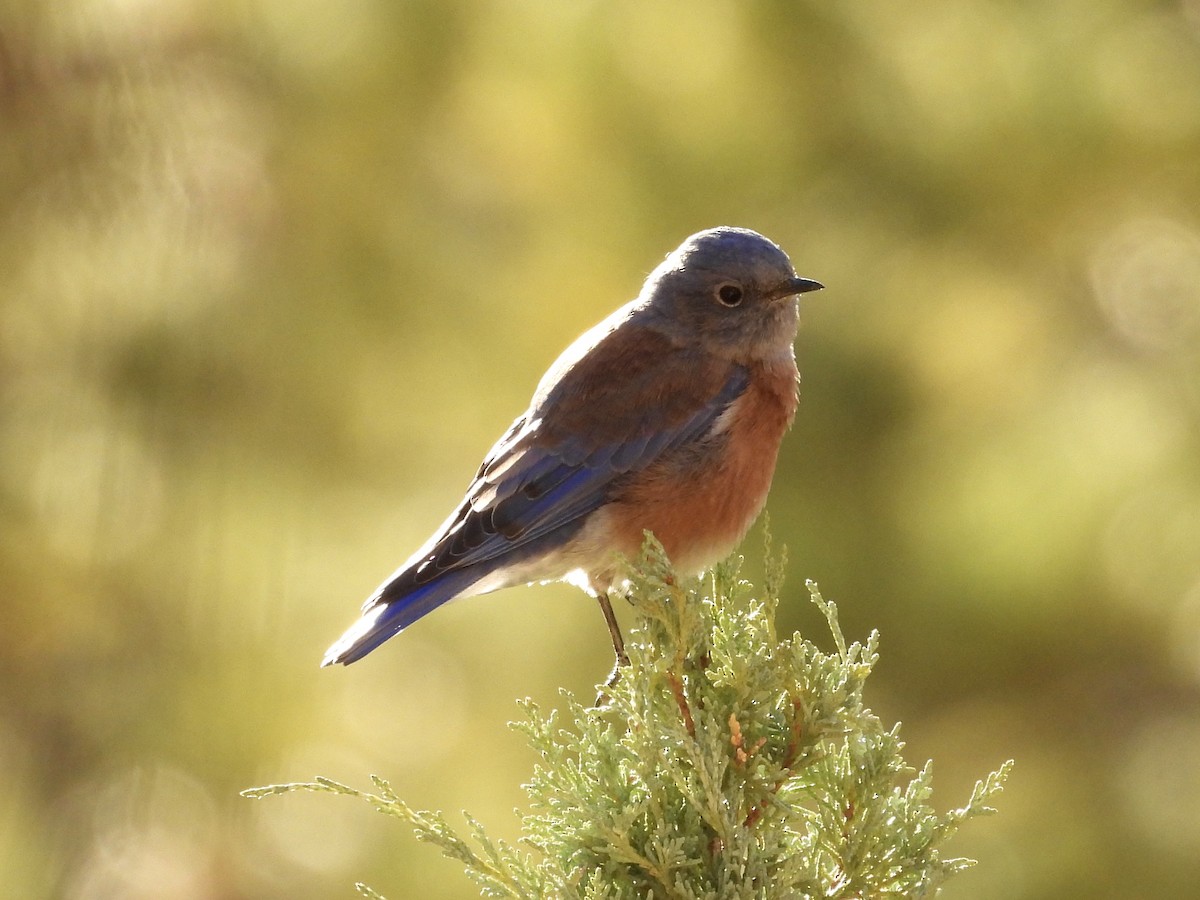 Western Bluebird - ML623932487