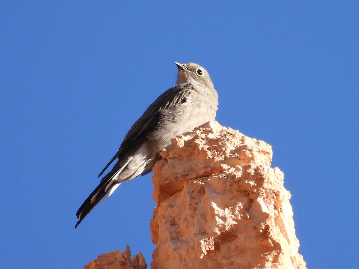 Townsend's Solitaire - ML623932493