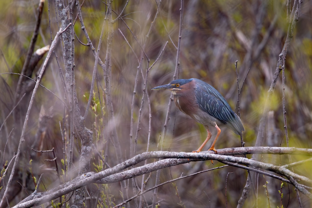 Green Heron - ML623932496