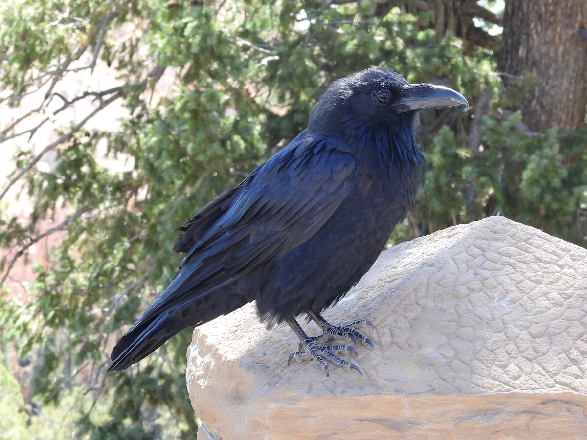 Common Raven - ML623932502