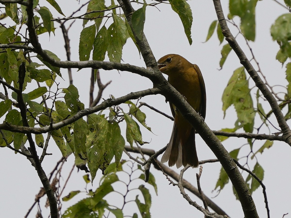 Summer Tanager - ML623932508