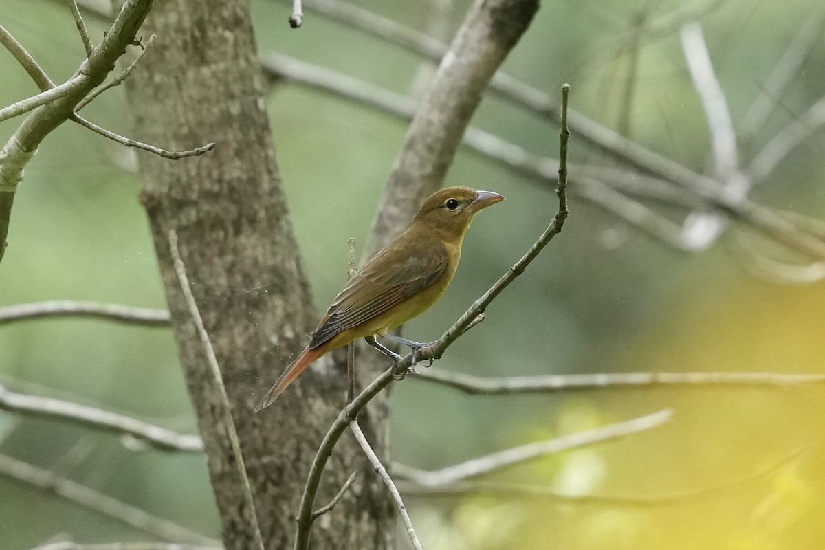 Summer Tanager - ML623932509