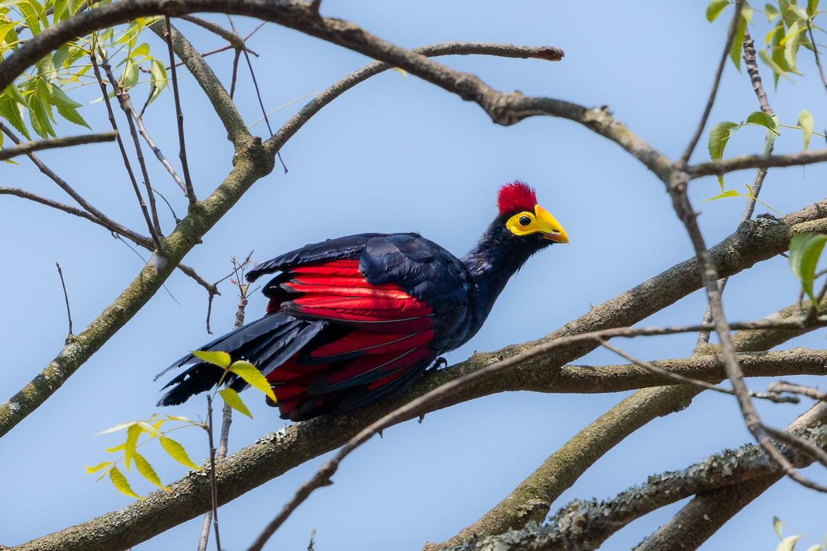 Ross's Turaco - ML623932511