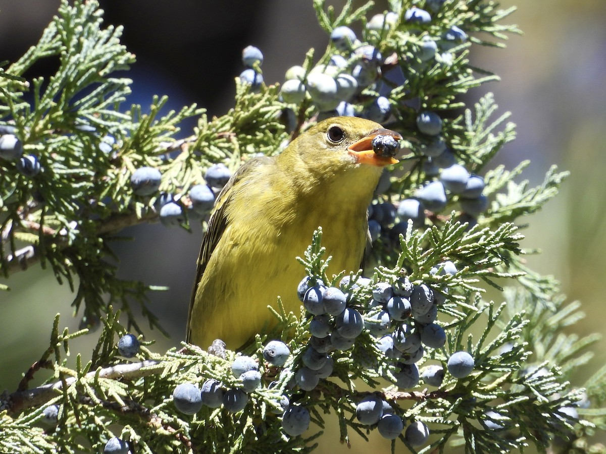 Western Tanager - ML623932512