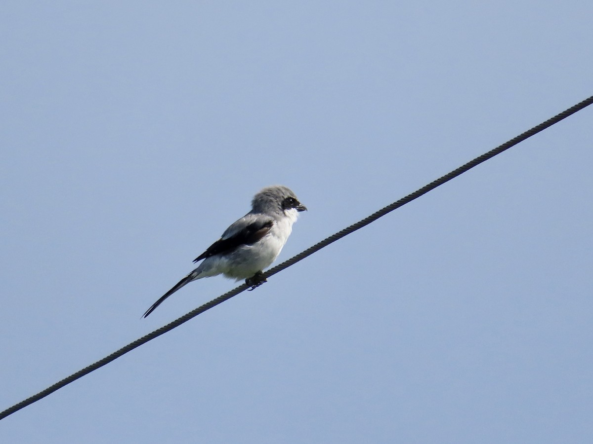 Loggerhead Shrike - ML623932513