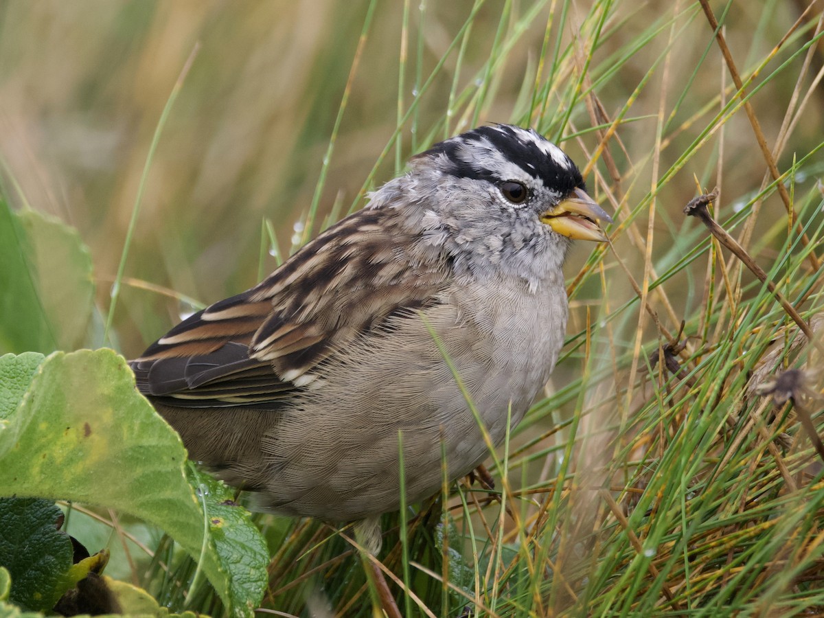 White-crowned Sparrow - ML623932515