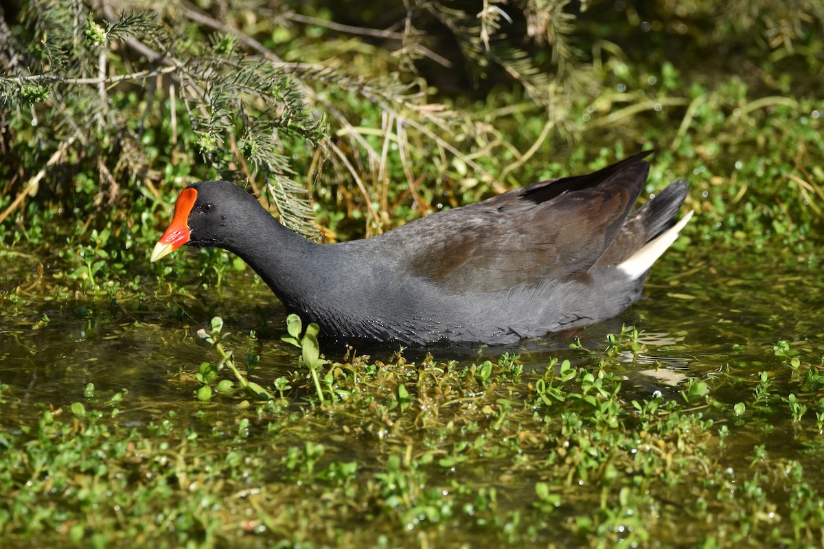 Dusky Moorhen - ML623932523