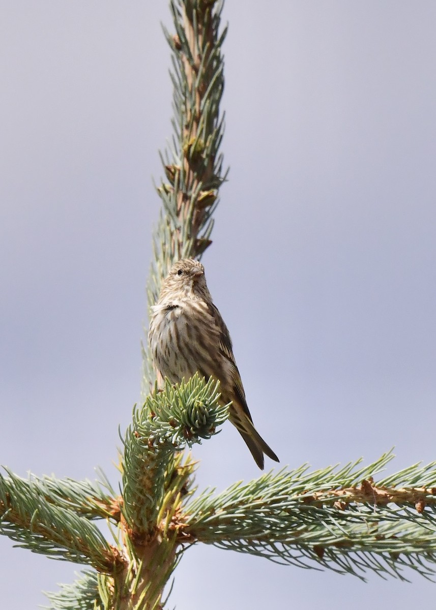 Pine Siskin - ML623932527